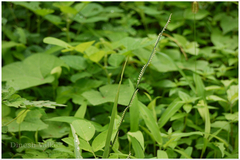 Paspalidium punctatum